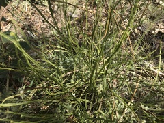 Pteris platyzomopsis