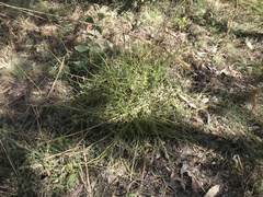 Pteris platyzomopsis