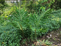 Zingiber officinale