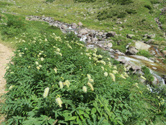 Sanguisorba dodecandra