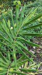 Zingiber officinale