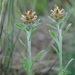 Purple Cudweed - Photo (c) Zihao Wang, some rights reserved (CC BY), uploaded by Zihao Wang