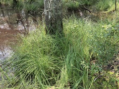 Carex barrattii