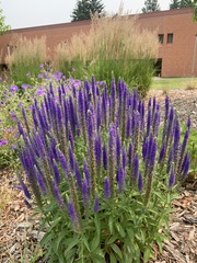 Salvia × sylvestris