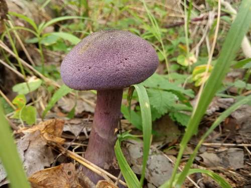 Cortinarius violaceus — (c) Tatiana Strus, some rights reserved (CC BY)