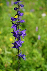 Delphinium crassifolium