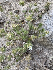 Leptosiphon nuttallii