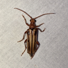 Ortholeptura valida