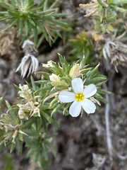 Leptosiphon nuttallii