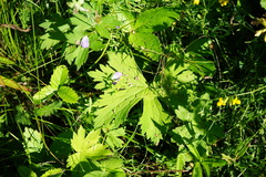 Delphinium crassifolium