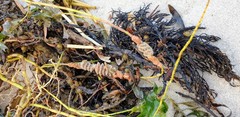 Densipora corrugata