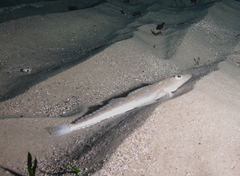 Platycephalus grandispinis