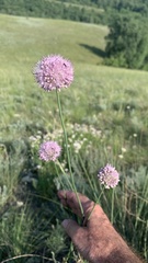 Allium lineare