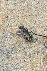 Cicindela latesignata latesignata