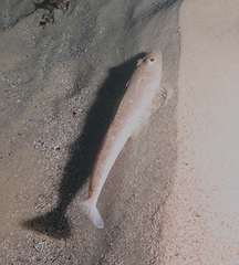 Platycephalus grandispinis