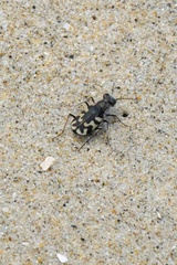 Cicindela latesignata latesignata