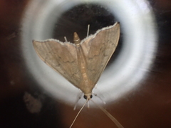 Sericoplaga externalis