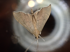 Sericoplaga externalis