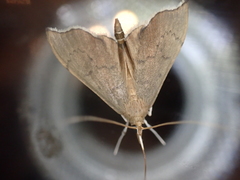 Sericoplaga externalis
