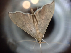 Sericoplaga externalis