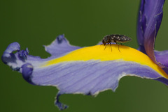 Acmaeodera ornatoides
