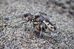 Cicindela latesignata latesignata