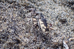 Cicindela latesignata latesignata