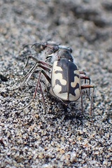 Cicindela latesignata latesignata