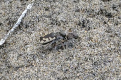 Cicindela latesignata latesignata