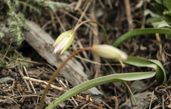Tulipa patens