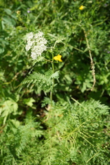Conioselinum tataricum