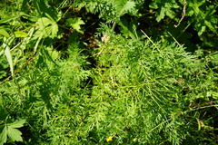 Conioselinum tataricum
