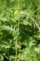 Conioselinum tataricum