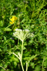 Conioselinum tataricum