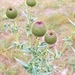 Cirsium serrulatum - Photo (c) ludmila-17, μερικά δικαιώματα διατηρούνται (CC BY-NC), uploaded by ludmila-17