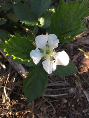 Rubus ursinus macropetalus