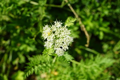 Conioselinum tataricum