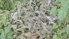 Erysiphe cruciferarum