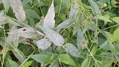 Erysiphe cruciferarum