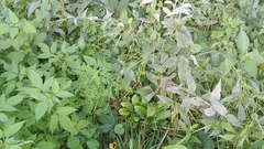 Erysiphe cruciferarum