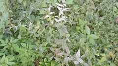 Erysiphe cruciferarum
