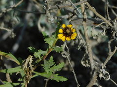 Encelia laciniata