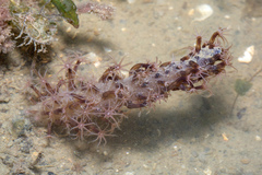 Veretillum