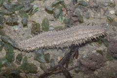 Holothuria albiventer