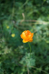 Trollius asiaticus