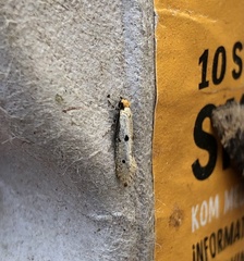 Tinea trinotella