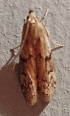 Vitula serratilineella