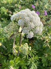 Angelica genuflexa