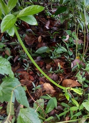 Ahaetulla farnsworthi