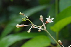 Urceola rosea